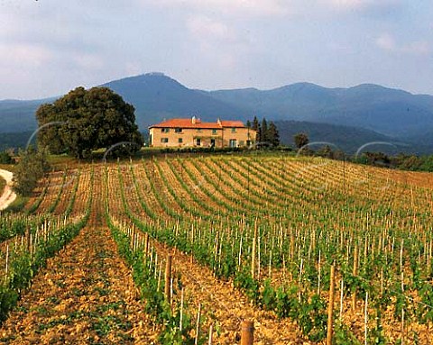 Merlot vineyard of Grattamacco Castagneto Carducci   Tuscany Italy  Bolgheri