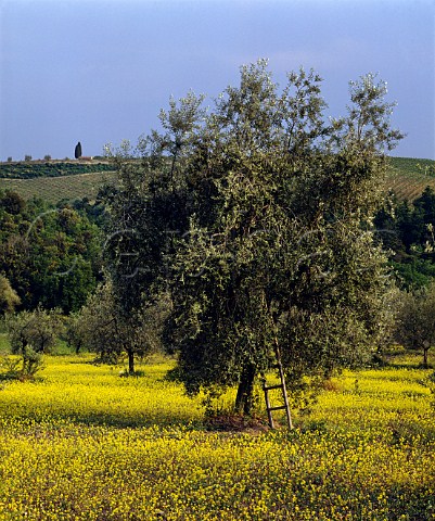 Mustard flowering in olive grove at San Regolo   Tuscany Italy     Chianti Classico