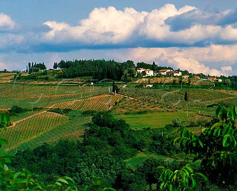 Cellars and vineyards of Fontodi Panzano in   Chianti Tuscany Chianti Classico
