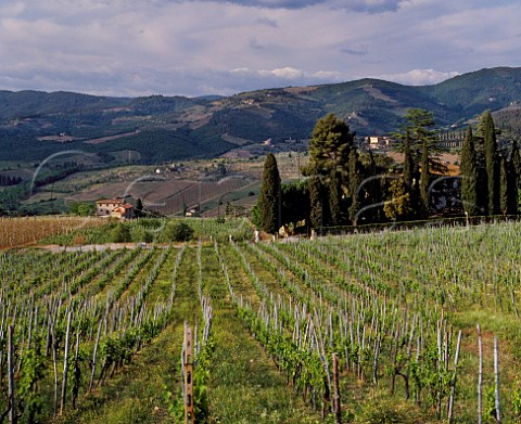 Vineyard landscape near Panzano in Chianti Tuscany Italy      Chianti Classico