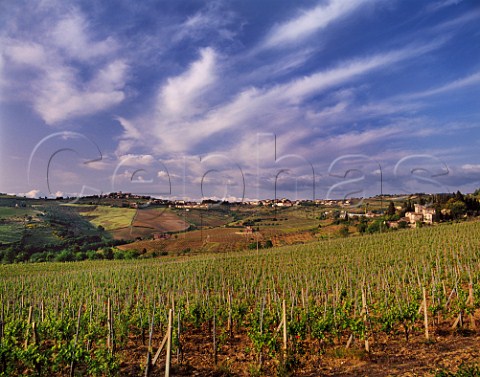 View over the Flaccianello vineyard of Fontodi to the Golden Shell of Panzano so called because the vineyards are in the shape of a seashell   Panzano in Chianti Tuscany Italy