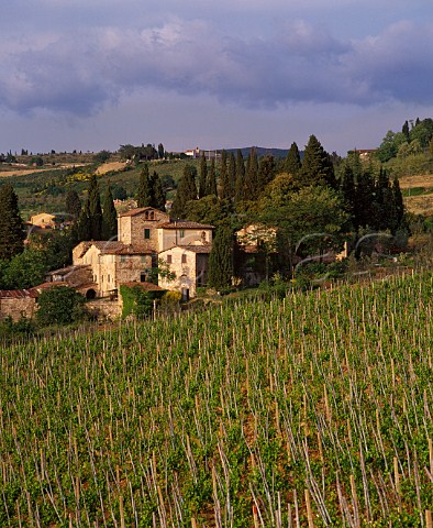 The Flaccianello vineyard of Fontodi   Panzano in Chianti Tuscany Italy  Chianti Classico