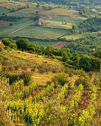 Vineyard of Fontodi near Panzano in Chianti   Tuscany   Chianti Classico