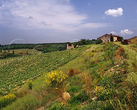 Cabernet Sauvignon vineyard of Isole e Olena at Olena near Barberino Val dElsa Tuscany Italy  