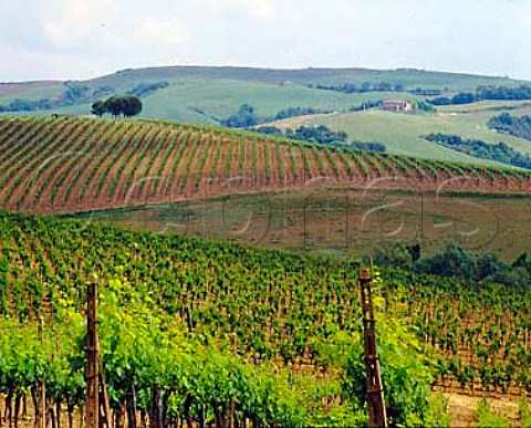 Vineyards on the estate of Altesino Montalcino   Tuscany Brunello di Montalcino