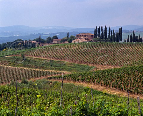 Vineyards on the estate of Altesino Montalcino   Tuscany Italy     Brunello di Montalcino