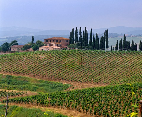 Vineyards around the palazzo on the estate of Altesino Montalcino Tuscany Italy         Brunello di Montalcino