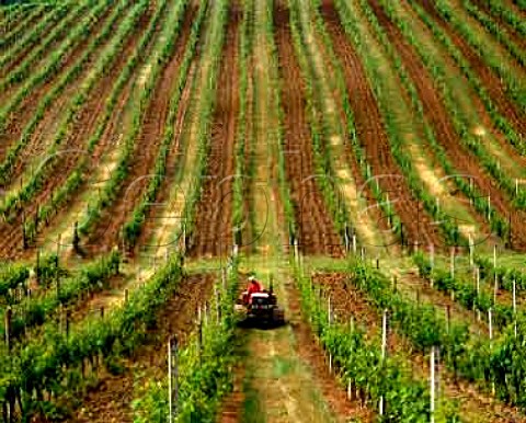 Tractor working in vineyard near Argiano   Montepulciano Tuscany Italy   Vino Nobile di Montepulciano