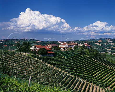 Vineyards at Barbaresco Piemonte Italy