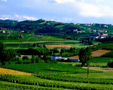 Vineyards near Boglietto Piemonte Italy   Asti region