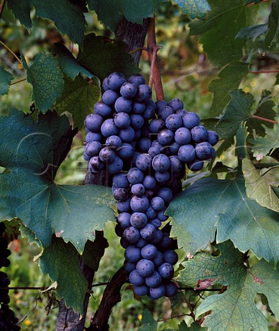 Freisa grapes Piemonte Italy