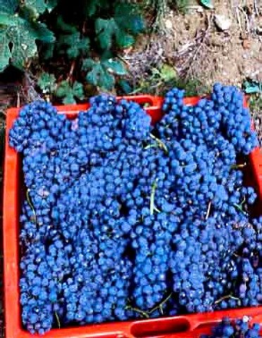 Box of healthy Nebbiolo grapes from La Serra   vineyard of Roberto Voerzio La Morra Piemonte   Italy  Barolo