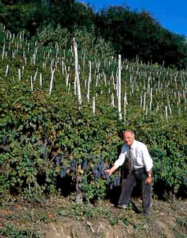Aldo Conterno died 2012 with Nebbiolo grapes on 50year old   vines in his La Cicala vineyard at Bussia   near Monforte dAlba Piemonte Italy Barolo