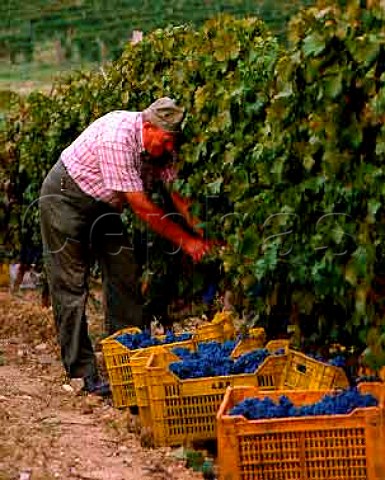 Harvesting Cabernet Sauvignon grapes in vineyard of   Tenuta dell Ornellaia Bolgheri Tuscany Italy