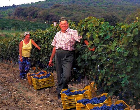 Harvesting Cabernet Sauvignon grapes in vineyard at   Tenuta Ornellaia Bolgheri Tuscany Italy