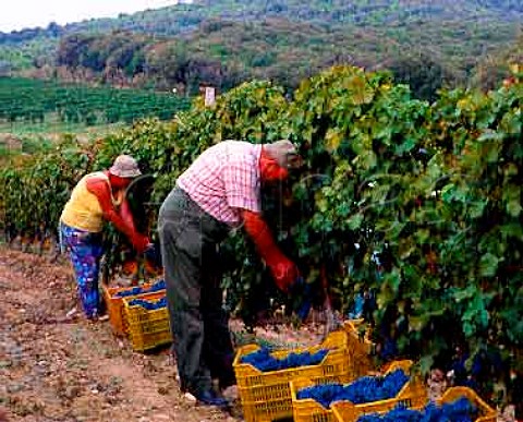 Harvesting Cabernet Sauvignon grapes in vineyard of   Tenuta dell Ornellaia Bolgheri Tuscany Italy