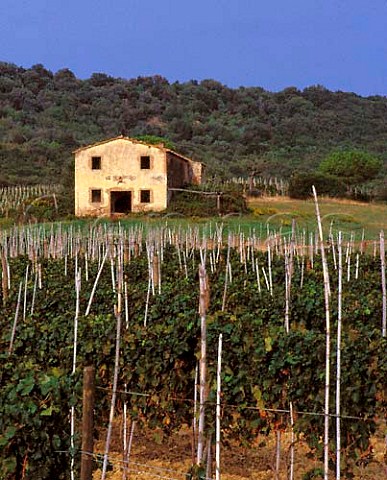 Merlot vineyard of Tenuta Ornellaia at Bolgheri   Tuscany Italy    Bolgheri