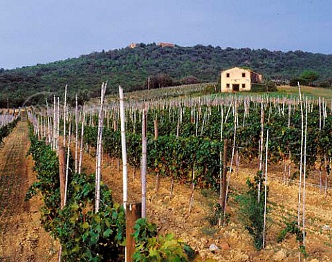 Merlot vineyard of Tenuta Ornellaia Bolgheri   Tuscany Italy
