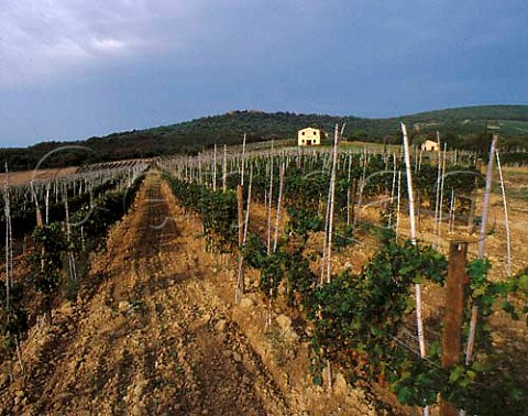 Merlot vineyard of Tenuta Ornellaia at Bolgheri   Tuscany Italy