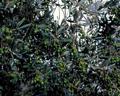 Olives tree of Tenuta dell Ornellaia Bolgheri   Tuscany Italy