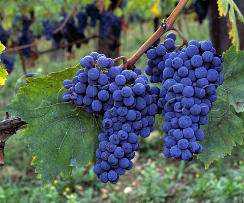 Sangiovese grapes in vineyard of Riecine Gaiole in Chianti Tuscany Italy     Chianti Classico