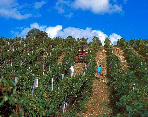 Harvesting in the Bucerchiale vineyard of Selvapiana   at Pontassieve Tuscany Italy   Chianti Rufina