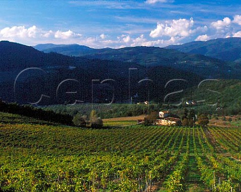 Vineyards above the Sieve Valley on the Castello di   Nipozzano estate the property of Marchesi de Frescobaldi Pontassieve Tuscany Italy Chianti   Rufina