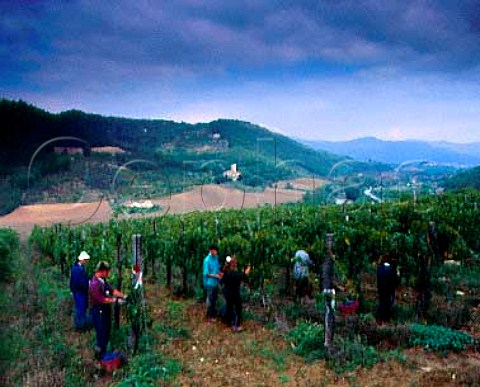Harvesting Sangiovese grapes in vineyard of   Selvapiana above the Sieve River   Pontassieve Tuscany Italy  Chianti Rufina