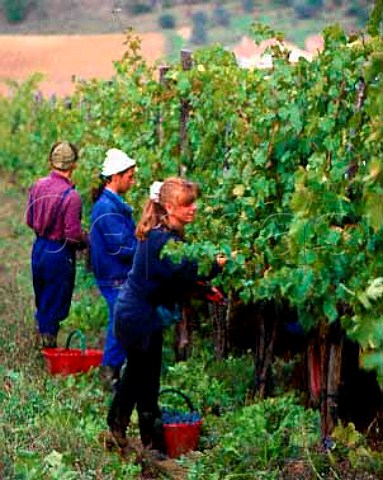 Harvesting Sangiovese grapes in vineyard of   Selvapiana Pontassieve Tuscany Italy   Chianti Rufina
