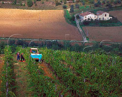 Harvesting Sangiovese grapes in vineyard of   Selvapiana above the Sieve River Pontassieve   Tuscany Italy Chianti Rufina