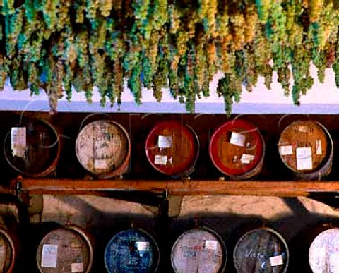 Trebbiano and Malvasia grapes hanging up to dry for   Vin Santo at Selvapiana    The small barrels   caratelli are where the wine is fermented and aged   for up to 6 years    Pontassieve Tuscany Italy