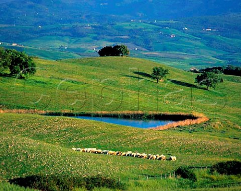 Sheep grazing above the Orcia valley south of   Montalcino Tuscany Italy