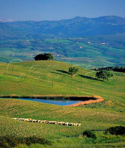 Sheep grazing above the Orcia valley south of   Montalcino Tuscany Italy