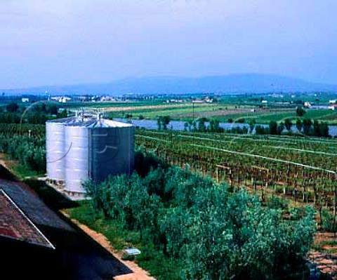Part of the Casale del Giglio winery  180ha of   vineyard are planted here in an area which was   formerly marshland   Borgo Montello Lazio Italy   DOC Aprilia