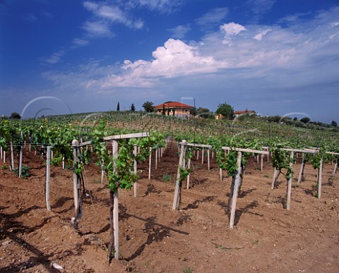 Vineyard at Frascati Lazio Italy    Frascati