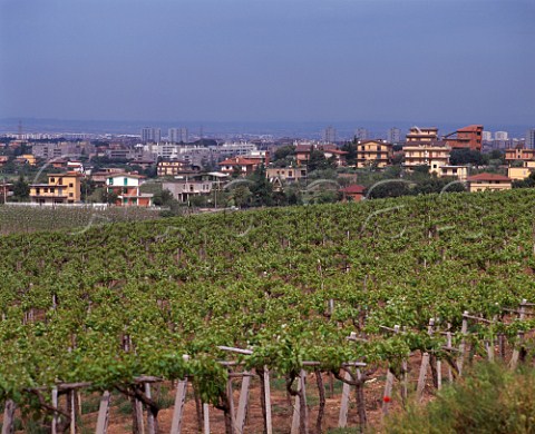 Vineyard at Frascati on the outskirts of Rome  Lazio Italy DOC Frascati