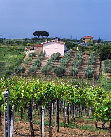 Vineyard and olive grove near Frascati   Lazio Italy      DOC Frascati