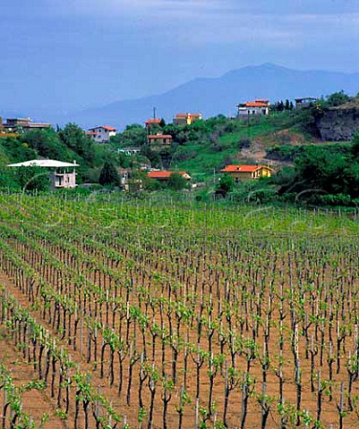 Vineyard near Frascati Lazio Italy  DOC Frascati