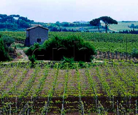 Vineyards near Frascati Lazio Italy    DOC Frascati