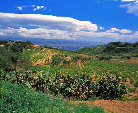 Vineyard at Curcuraci overlooking   the Straits of Messina Sicily Italy    DOC Faro