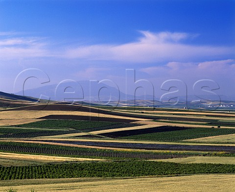 Vineyard landscape east of Marsala   Trapani province Sicily  DOC Marsala