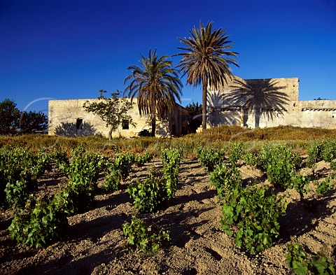 Derelict building amidst the vineyards east of   Marsala Trapani province Sicily      DOC Marsala