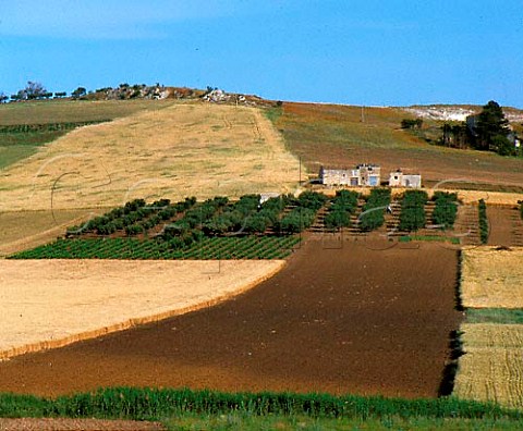 Olive grove and vineyard near Trapani Sicily     DOC Marsala