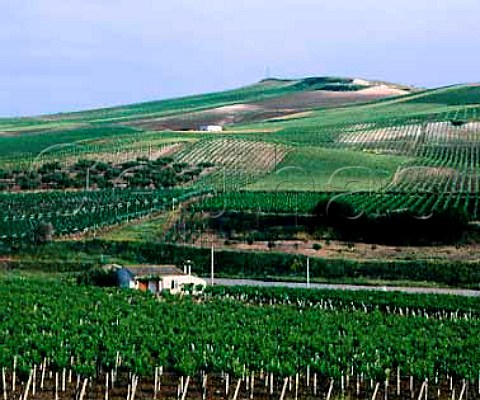 Vineyards near Salemi Trapani province Sicily      DOC Marsala