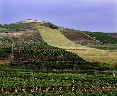 Vineyards near Salemi Trapani province Sicily      DOC Marsala