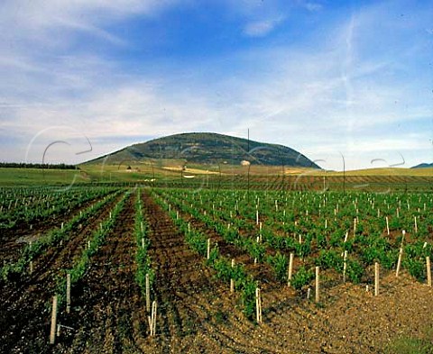 Vineyards near Salemi Trapani province Sicily   Italy    DOC Marsala