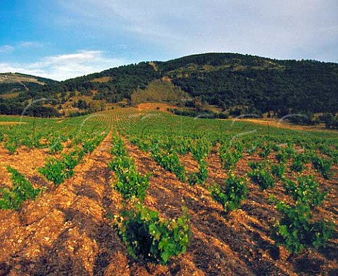 Vineyards near Vita Trapani province Sicily   Italy    DOC Marsala