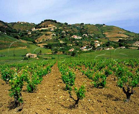 Vineyards at Salemi Trapani province Sicily   Italy    DOC Marsala