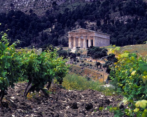 The Temple of Segesta viewed from vineyard Trapani province Sicily DOC Marsala
