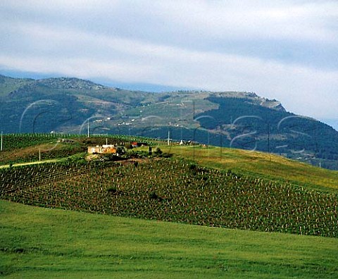 Vineyards on hillside near Calatafimi Trapani   province Sicily Italy   DOCs Marsala and Alcamo